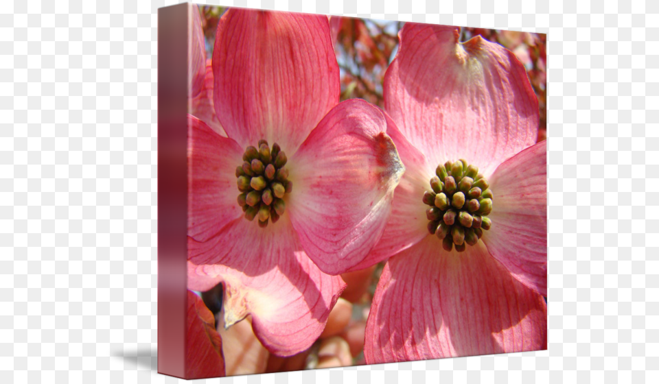 Flowering Dogwood, Flower, Geranium, Petal, Plant Free Transparent Png