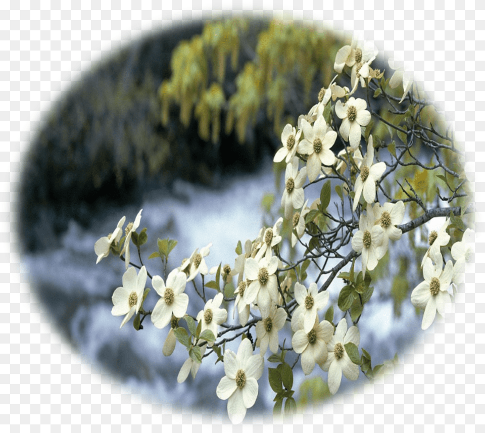Flowering Dogwood Png Image
