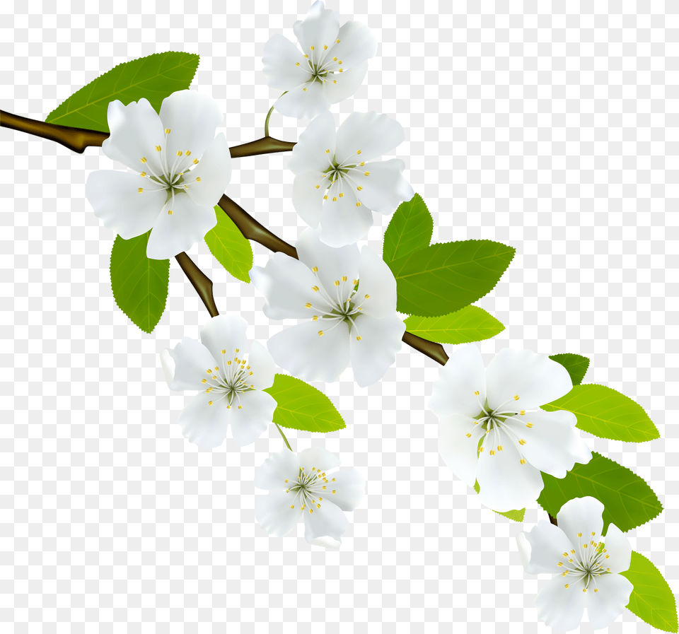 Flowering Dogwood Branch Clip Art White Flowers Free Png Download