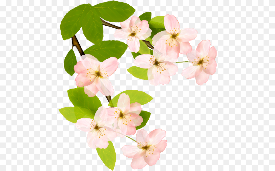 Flowering Dogwood Clipart Cosmetics, Flower, Geranium, Petal, Plant Free Transparent Png
