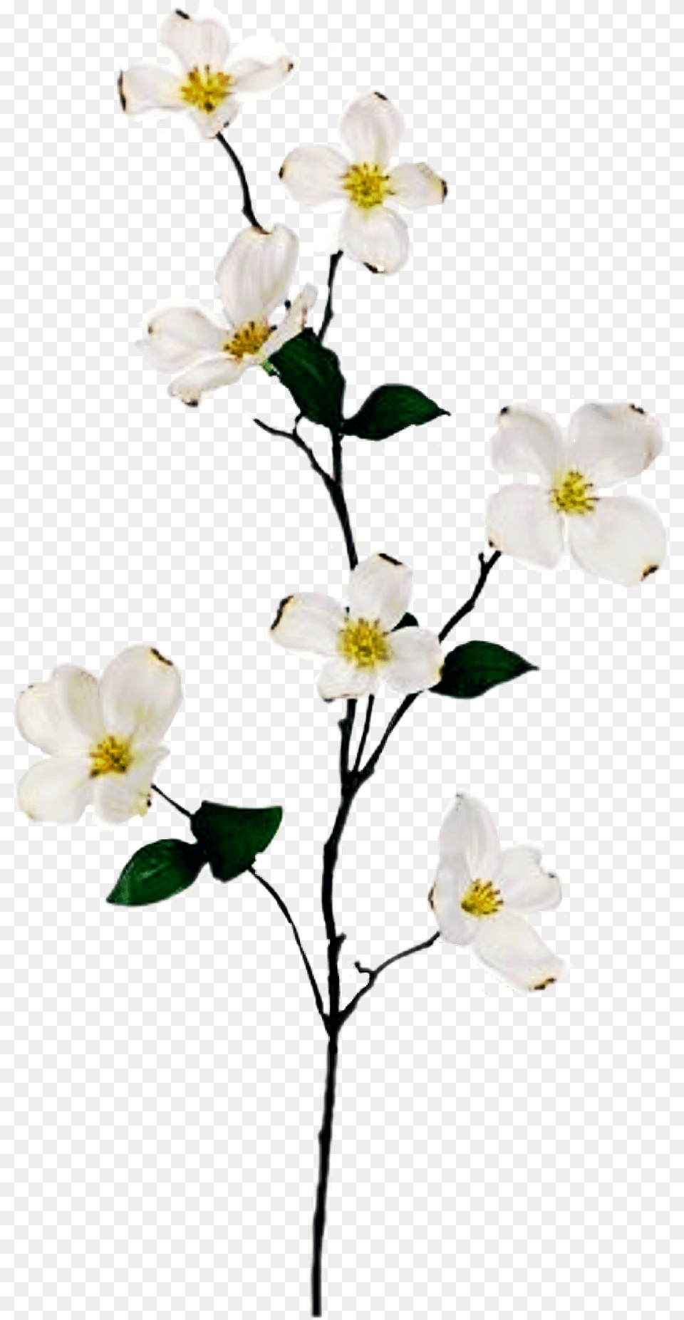 Flowering Dogwood Download Branch With Flowers, Anemone, Flower, Petal, Plant Free Png