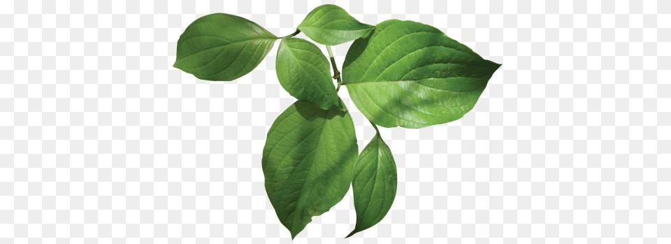 Flowering Dogwood Louisiana Dogwood, Leaf, Plant, Herbal, Herbs Free Transparent Png