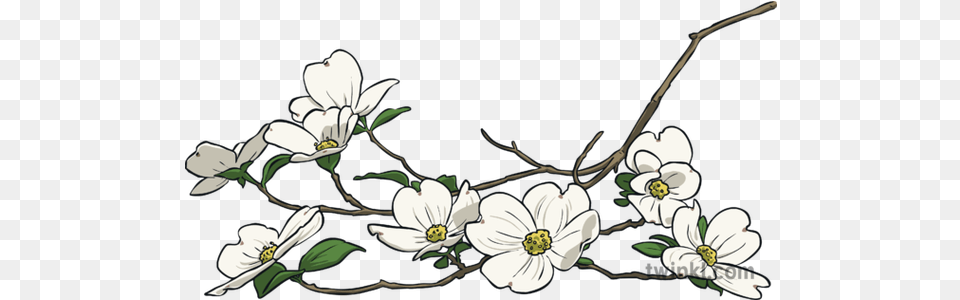 Flowering Dogwood North Carolina Symbols Blossom Usa Camomile, Anemone, Flower, Plant, Geranium Free Transparent Png