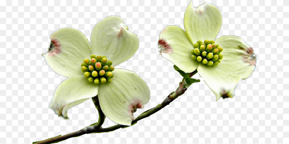 Flowering Dogwood Transparent Cartoon Flowering Dogwood, Anther, Flower, Petal, Plant Free Png Download