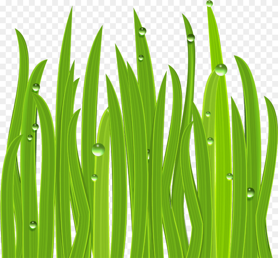 Flowering Grass Lake Grass Clip Art, Droplet, Green, Leaf, Plant Free Png