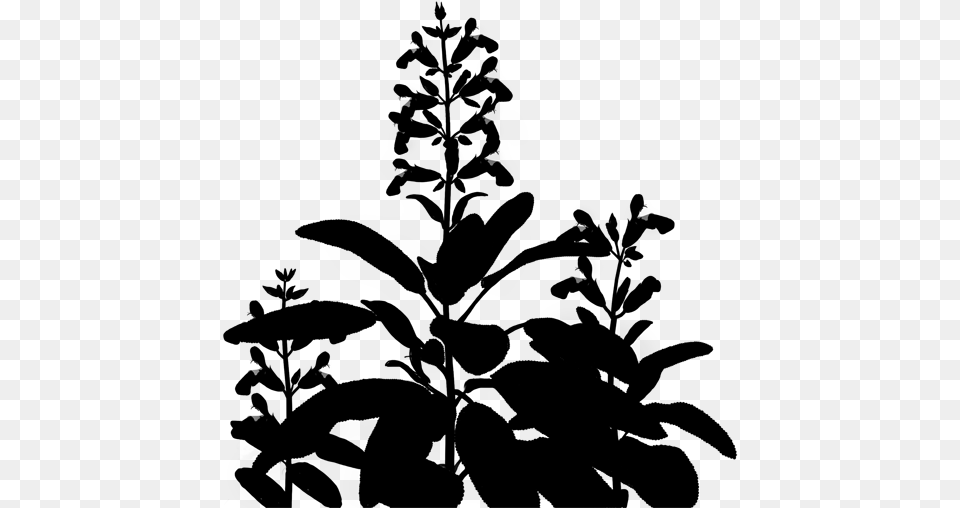 Flowering Leaf Plant Stem Free Clipart Plant Silhouette, Gray Png Image