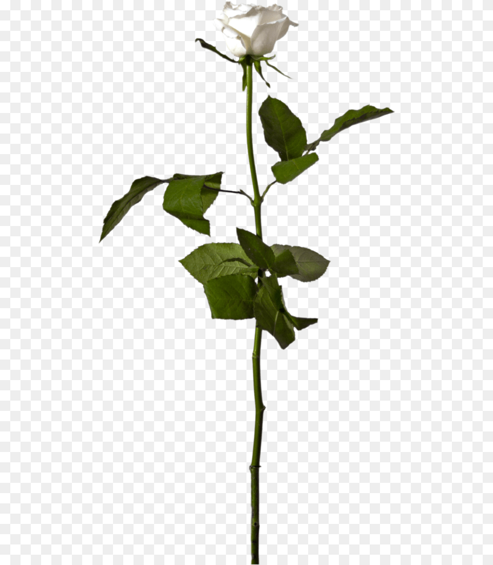 Flowering Plant Clip Art Rose Single White Rose, Flower Free Transparent Png