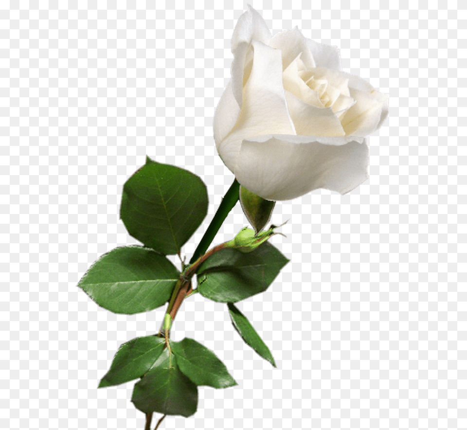 Flowering Plant White Petal White Roses In, Flower, Rose Free Png Download