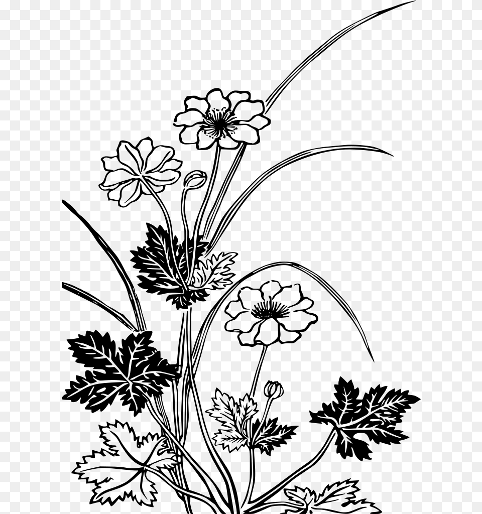 Flowering Plants Black And White, Gray Png Image