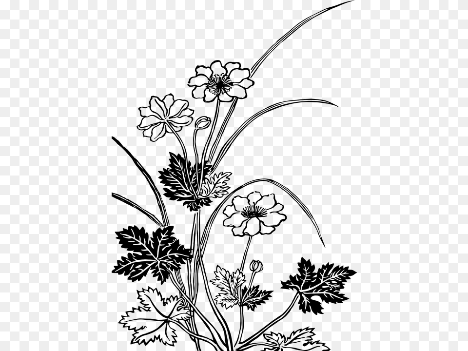 Flowering Plants Black And White, Gray Png Image