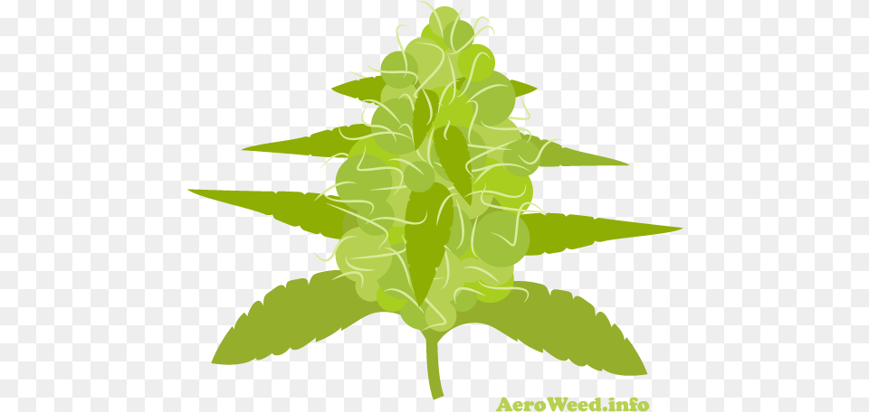 Flowering Stage For Marijuana Plants In An Aerogarden Illustration, Leaf, Plant, Green, Grass Free Transparent Png