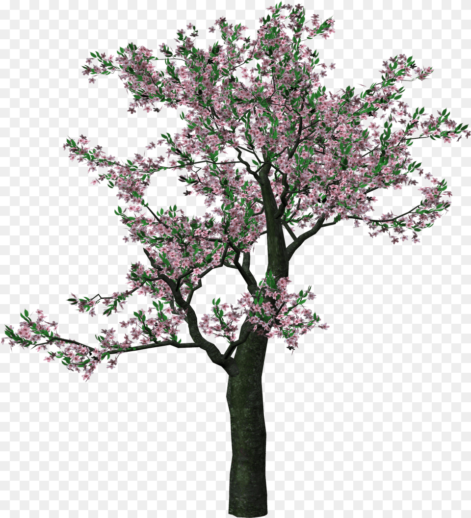 Flowering Tree Cherry Nu 40 Backgrounds V32 Transparent Background Spring Tree Clipart, Flower, Plant, Cherry Blossom Png