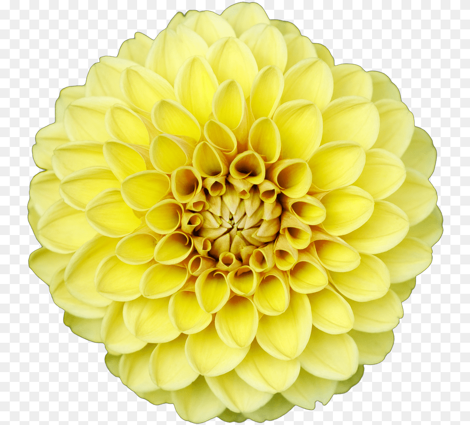 Flowerisolated Flowertransparentnaturaltransparent Dahlia, Flower, Plant, Petal Png