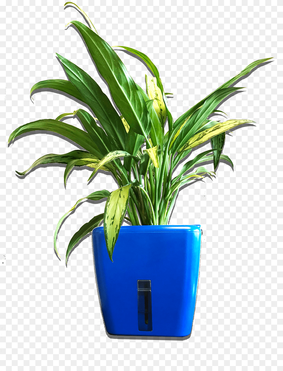 Flowerpot, Plant, Potted Plant, Jar, Planter Png Image