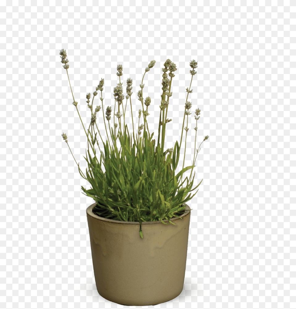 Flowerpot, Grass, Moss, Plant, Potted Plant Free Transparent Png