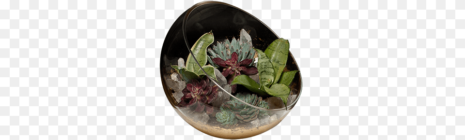 Flowerpot, Flower, Flower Arrangement, Potted Plant, Plant Free Transparent Png