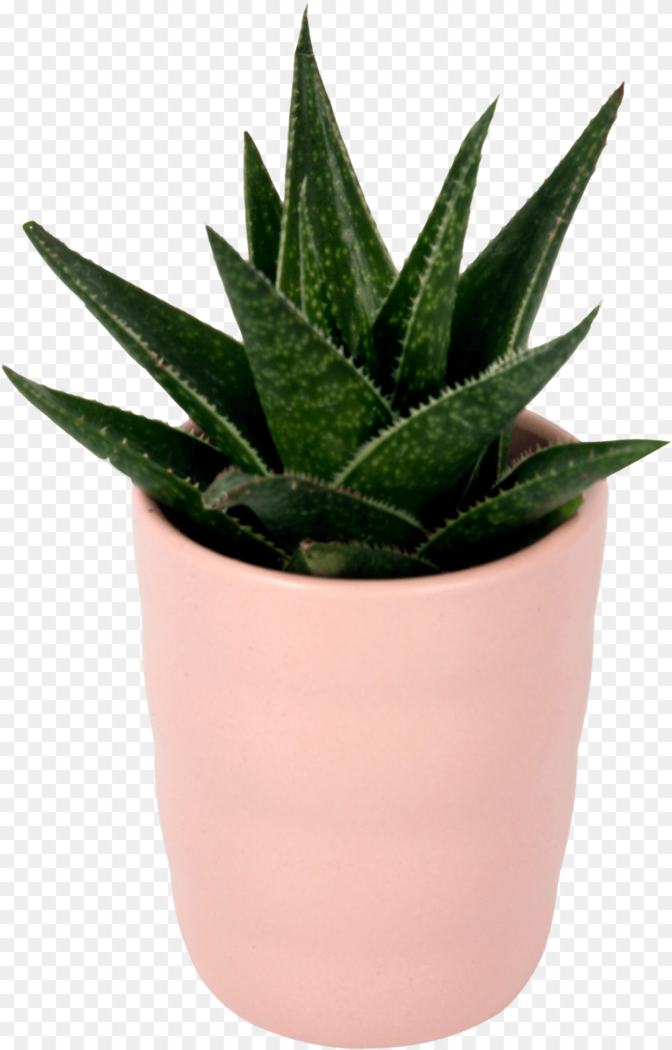 Flowerpot, Plant, Aloe, Potted Plant Png