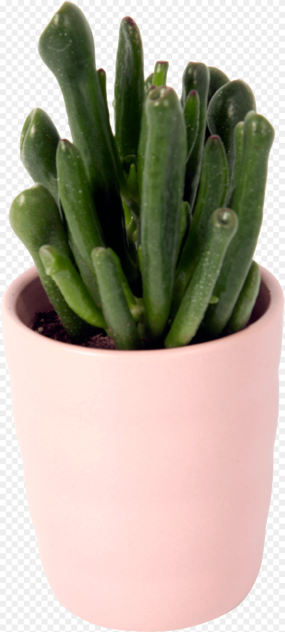 Flowerpot Png