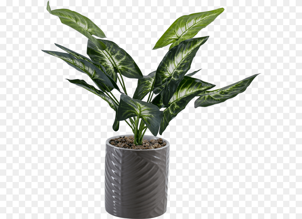 Flowerpot, Jar, Leaf, Plant, Planter Png Image