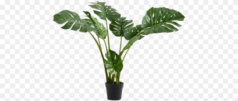 Flowerpot, Leaf, Palm Tree, Plant, Potted Plant Png