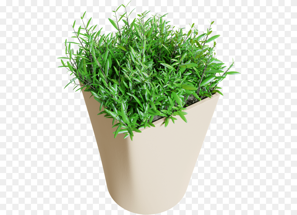 Flowerpot, Herbal, Herbs, Jar, Plant Free Png Download