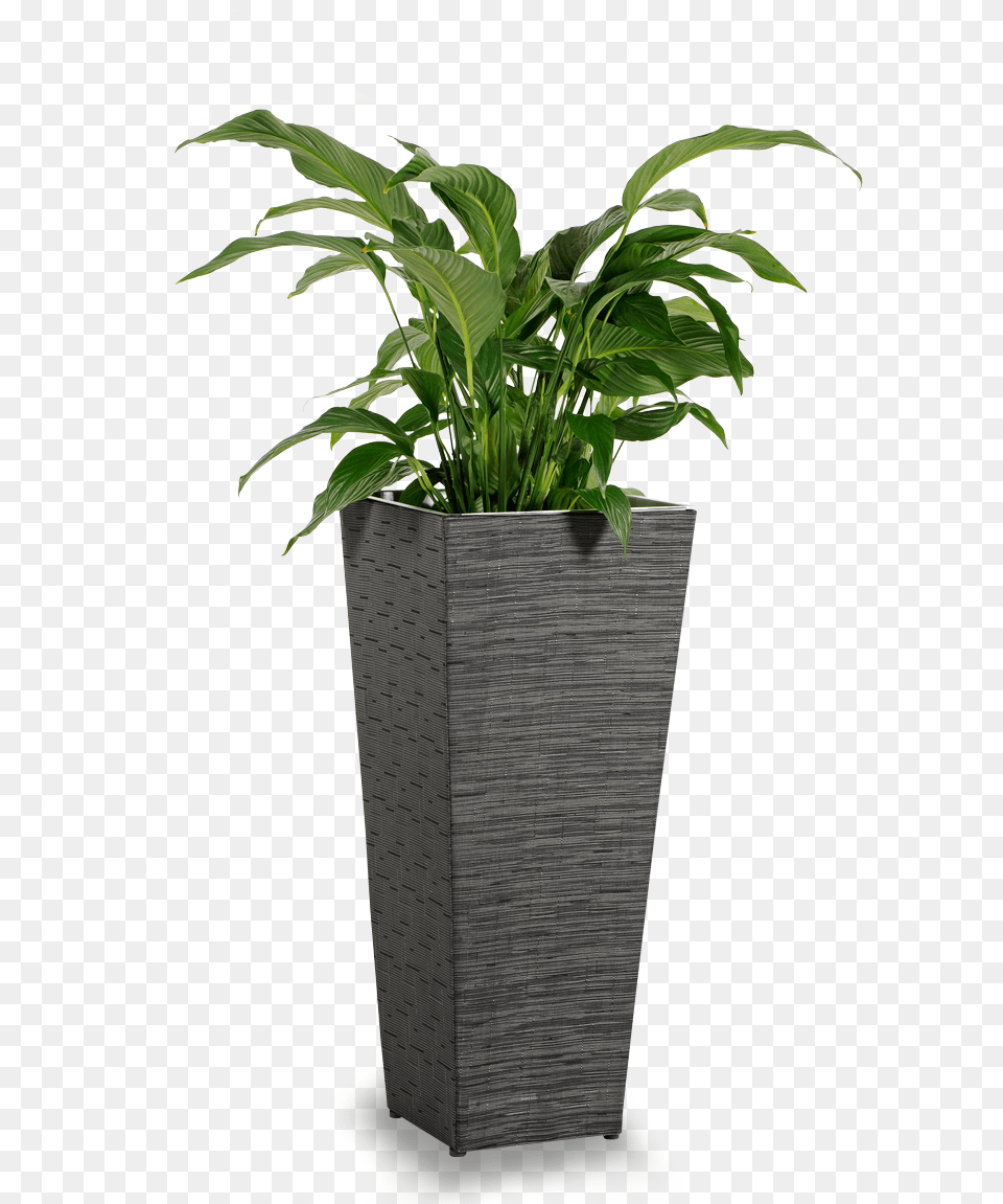 Flowerpot, Jar, Plant, Planter, Potted Plant Free Png
