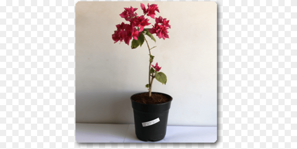 Flowerpot, Flower, Flower Arrangement, Geranium, Potted Plant Free Png Download