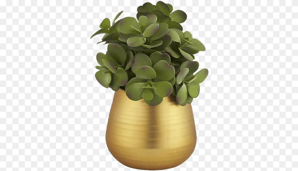 Flowerpot, Jar, Plant, Planter, Potted Plant Free Png