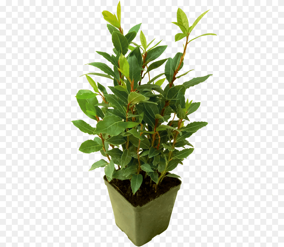Flowerpot, Leaf, Plant, Potted Plant, Herbal Free Png Download
