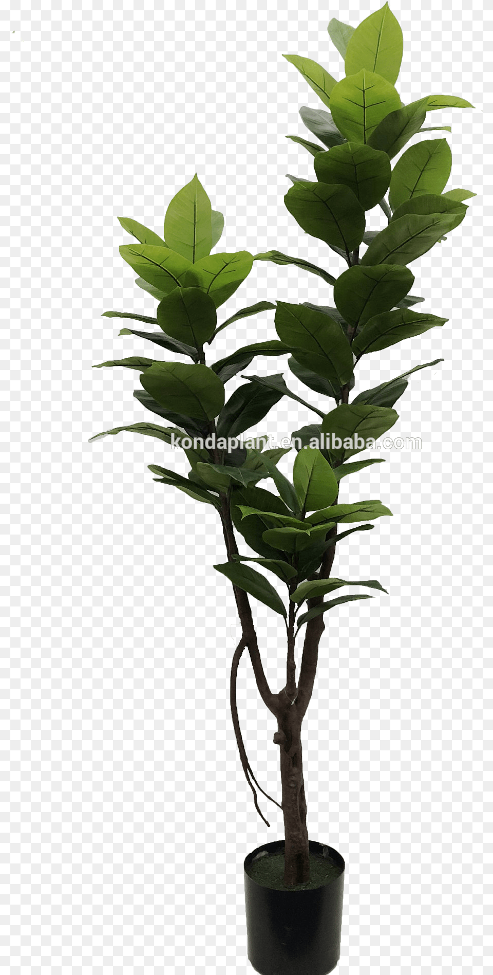 Flowerpot, Leaf, Plant, Potted Plant, Tree Png Image