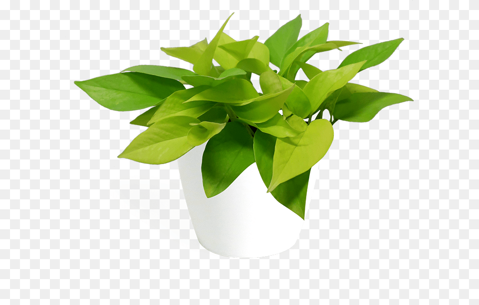 Flowerpot, Jar, Leaf, Plant, Planter Png