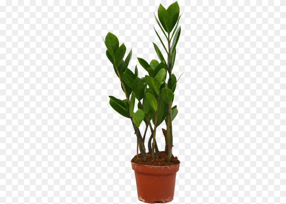 Flowerpot, Leaf, Plant, Potted Plant, Tree Png Image