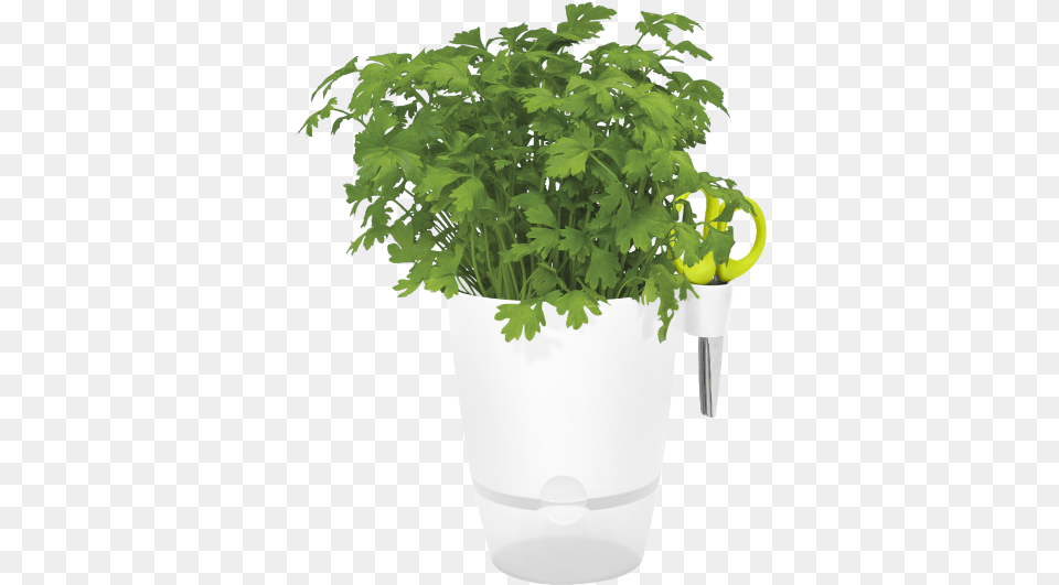 Flowerpot, Herbs, Parsley, Plant Free Transparent Png