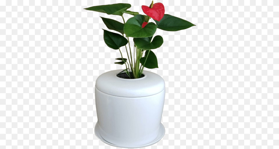 Flowerpot, Flower, Jar, Plant, Planter Free Png