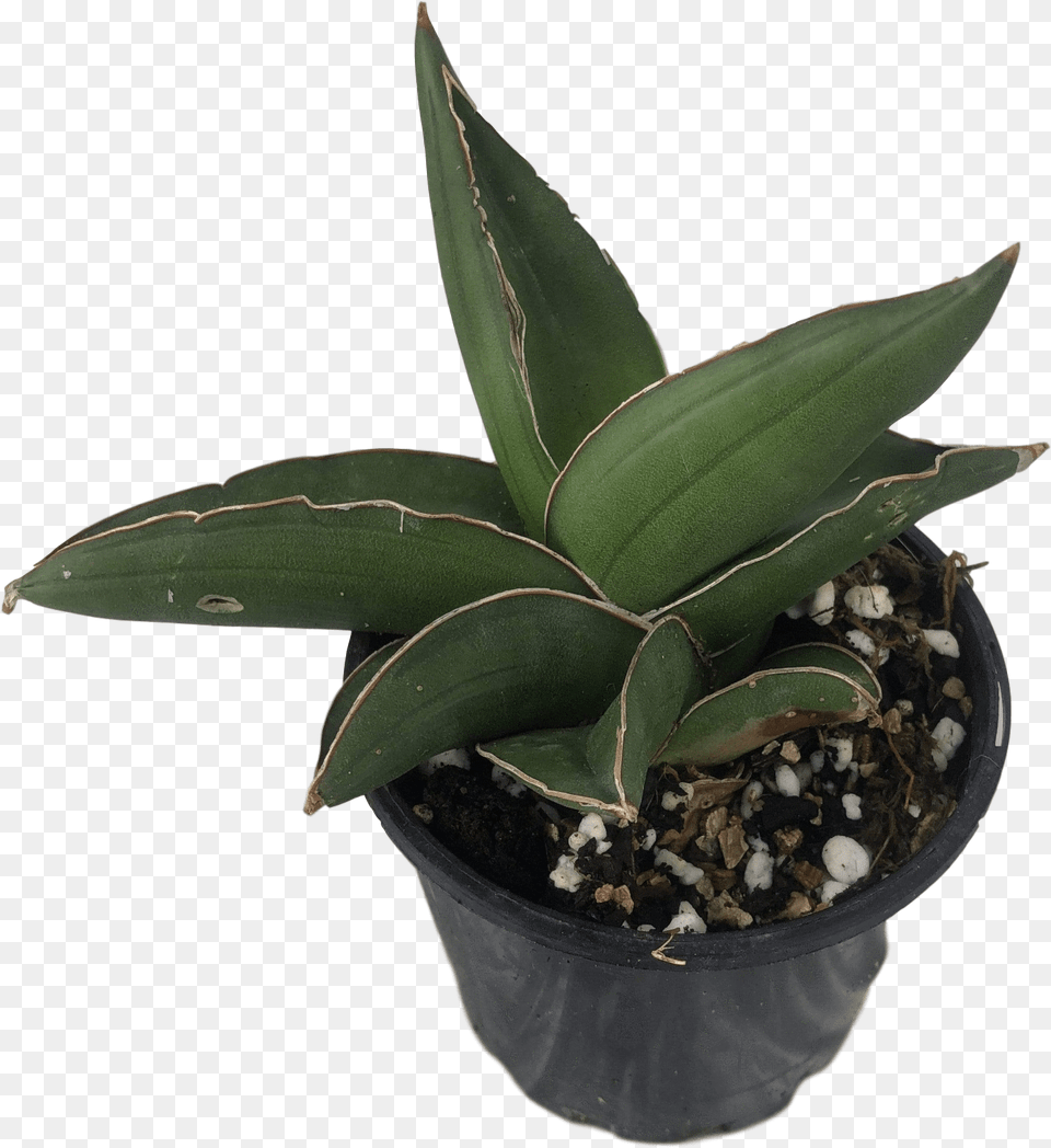 Flowerpot, Plant, Aloe Png
