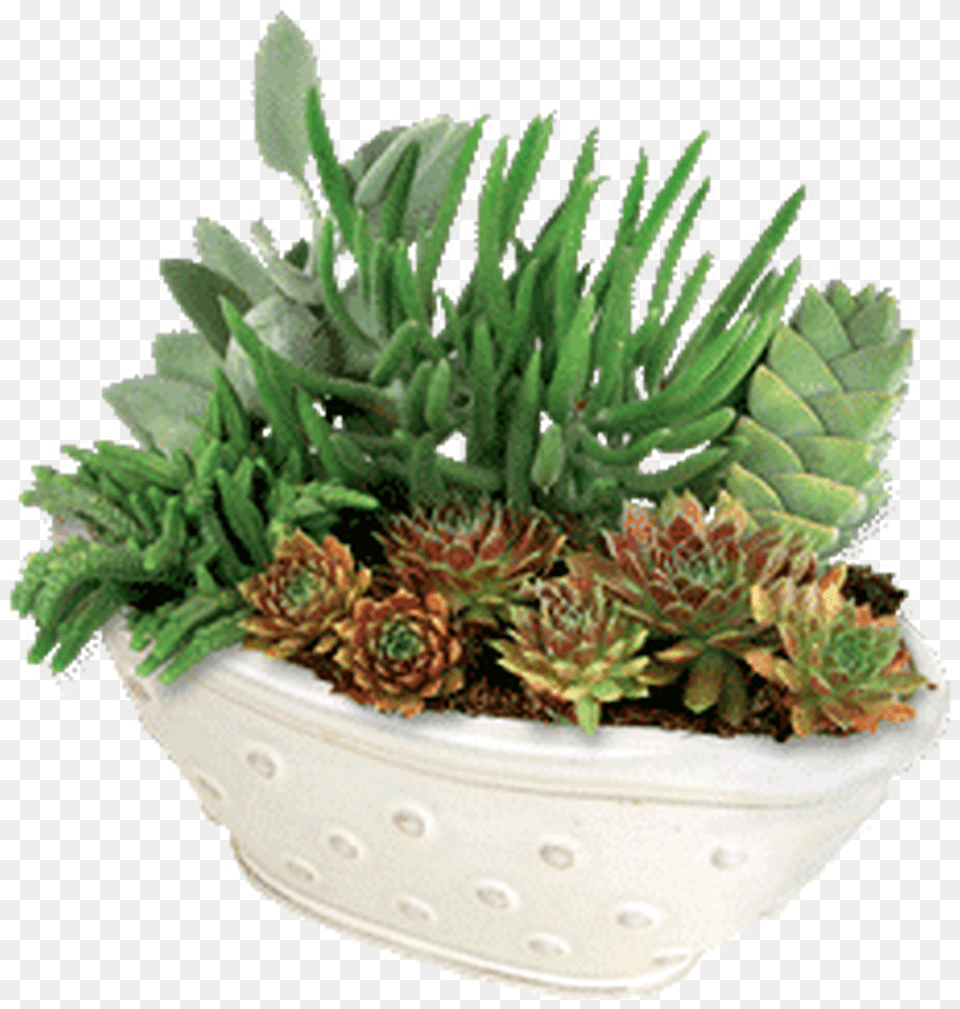 Flowerpot, Jar, Plant, Planter, Potted Plant Free Transparent Png