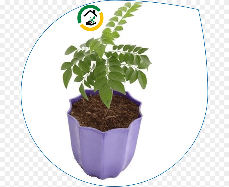 Flowerpot, Herbal, Pottery, Potted Plant, Planter Free Transparent Png