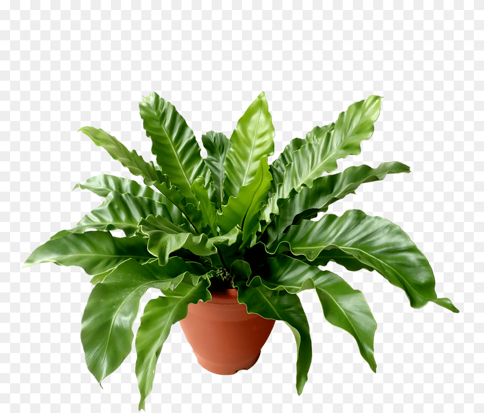 Flowerpot, Fern, Leaf, Plant, Potted Plant Free Transparent Png