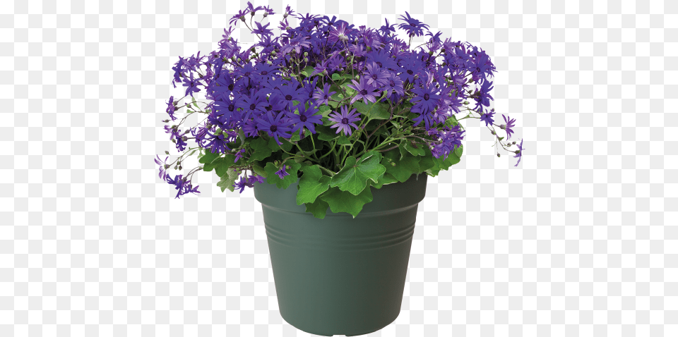 Flowerpot, Flower, Geranium, Plant, Potted Plant Free Transparent Png
