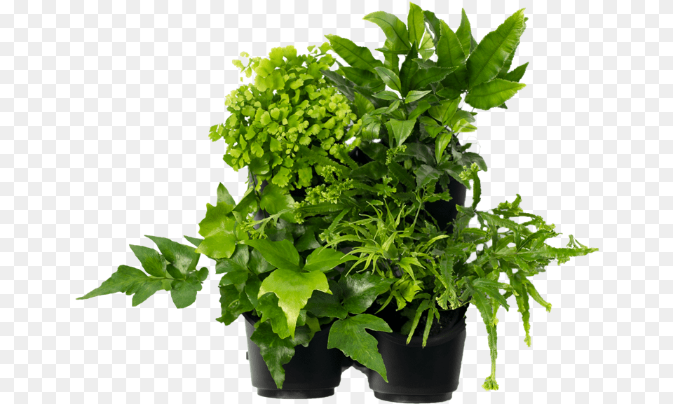 Flowerpot, Leaf, Plant, Potted Plant, Herbs Free Png Download