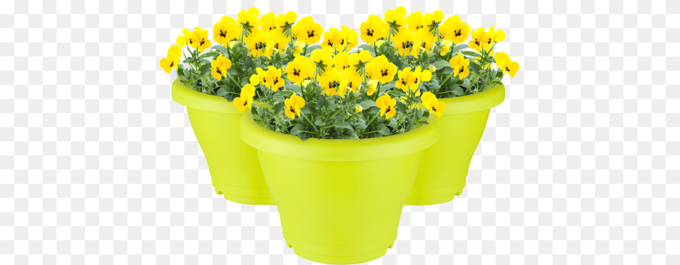 Flowerpot, Flower, Jar, Plant, Planter Png Image