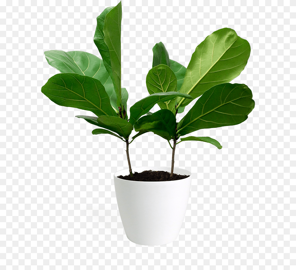 Flowerpot, Leaf, Plant, Potted Plant, Tree Free Png