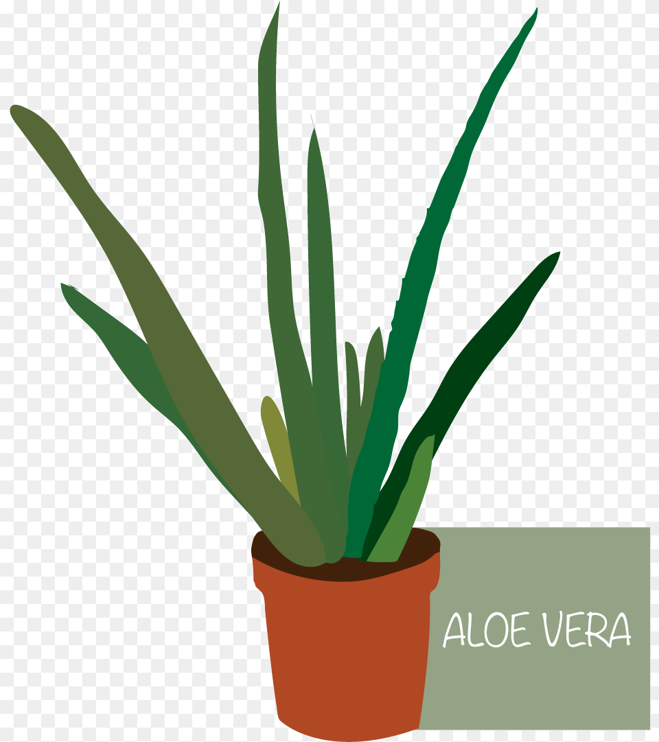 Flowerpot, Plant, Aloe Png Image