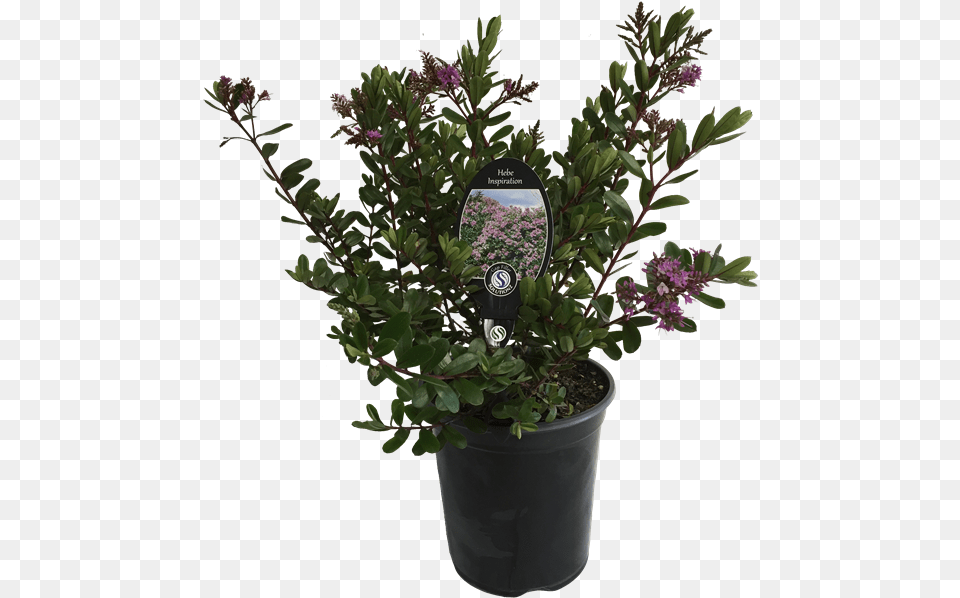 Flowerpot, Plant, Potted Plant, Herbs, Herbal Free Png