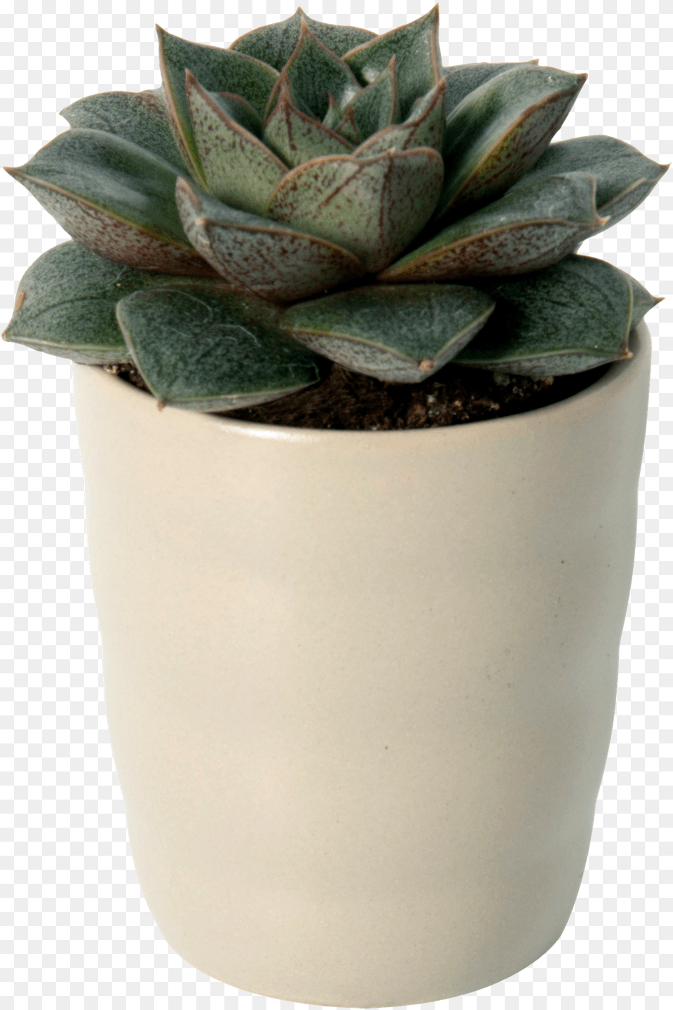 Flowerpot, Jar, Plant, Planter, Potted Plant Png Image