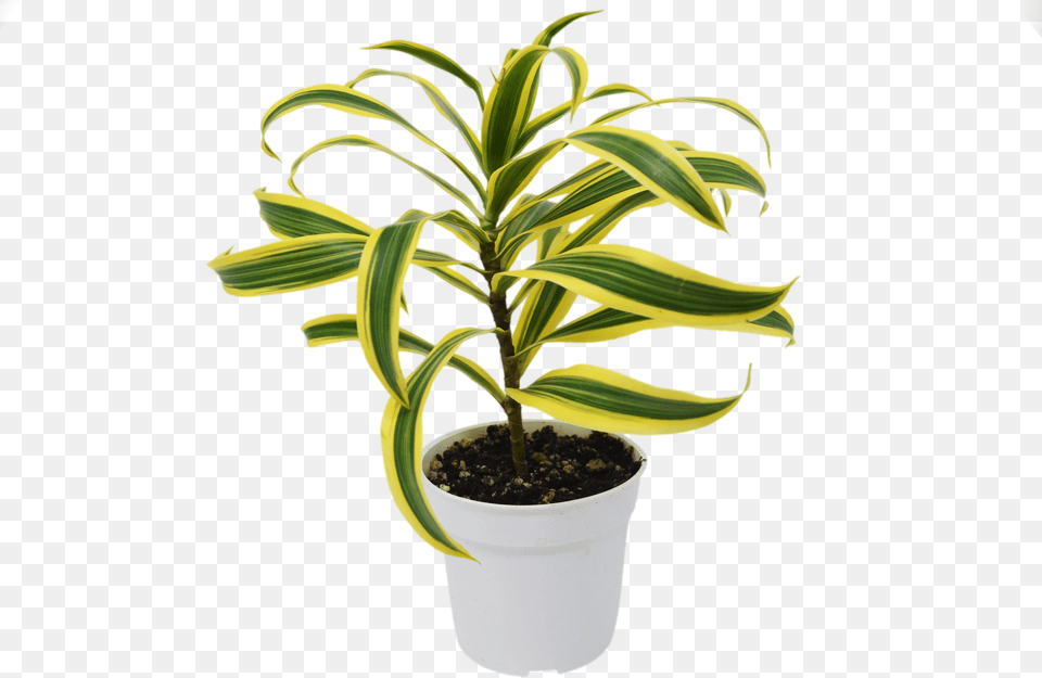 Flowerpot Free Transparent Png