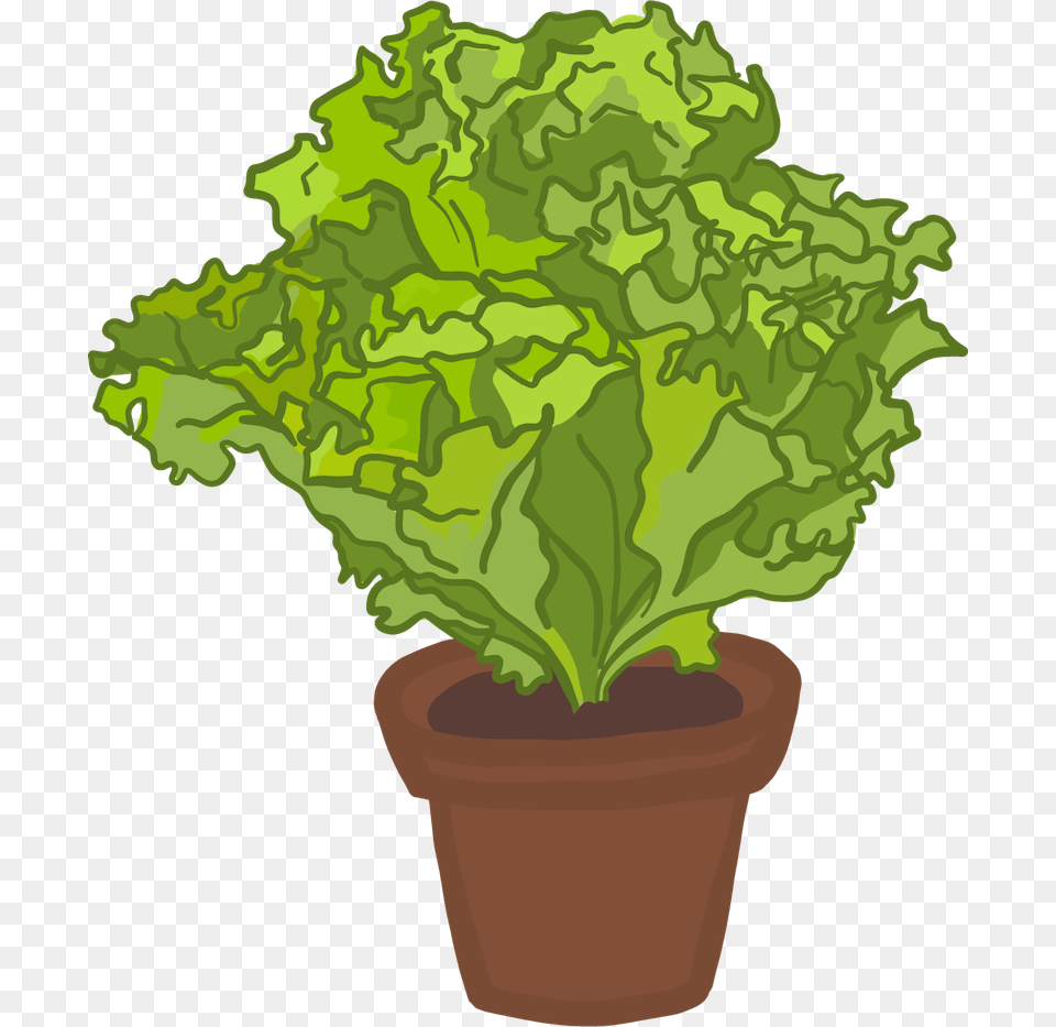 Flowerpot, Food, Lettuce, Plant, Produce Free Transparent Png