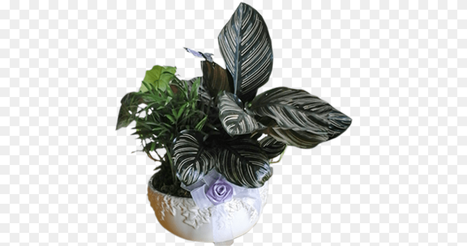 Flowerpot, Flower, Flower Arrangement, Jar, Leaf Free Transparent Png