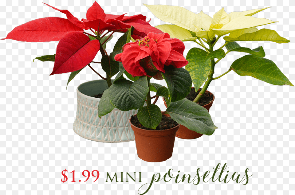 Flowerpot, Flower, Leaf, Plant, Potted Plant Free Transparent Png