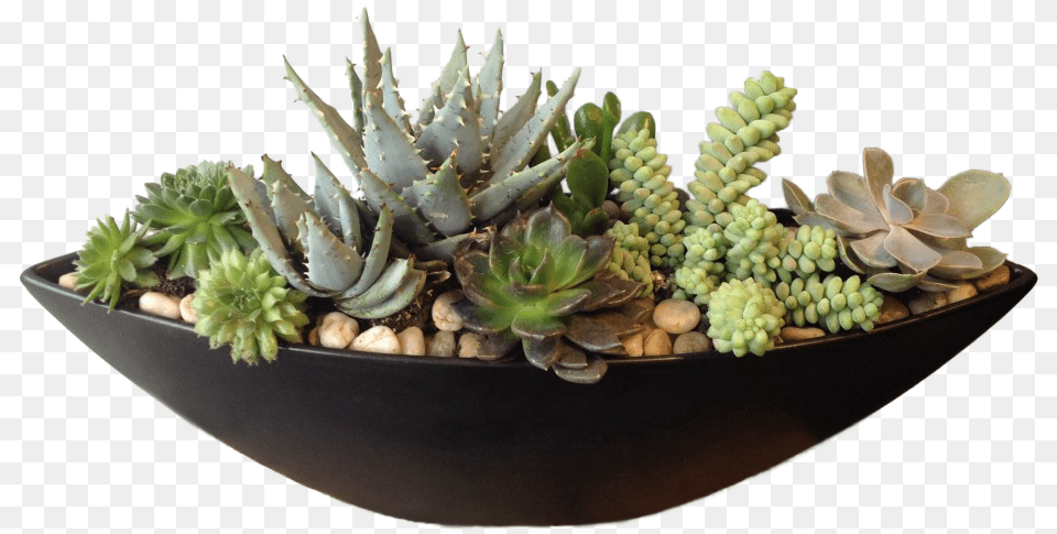 Flowerpot, Jar, Plant, Planter, Potted Plant Png Image